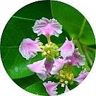 Цветок барбадосской вишни