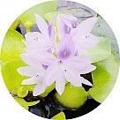 Водяной гиацинт