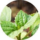 Акигалавуд (Akigalawood)