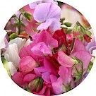 Душистый (сладкий) горошек