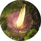 Титан арум (аморфофаллус титанический)