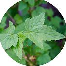 Лист черной смородины