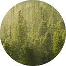 Лесной аккорд