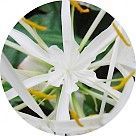 Панкраций морской