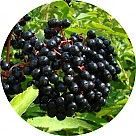 Бузина черная