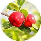 Барбадосская вишня