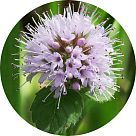 Водяная мята