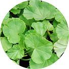 Лист герани