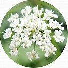 Цветок полыни