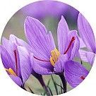 Цветок шафрана