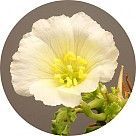 Саркокаулон (свеча бушменов)