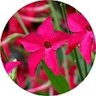 Душистый табак