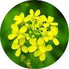 Горчица полевая