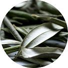 Лист маслины