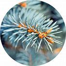 Голубая ель