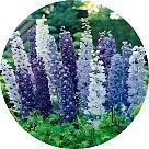 Дельфиниум