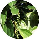 Лист душистого перца