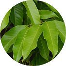 Лист чампаки