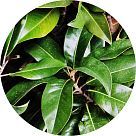 Лист магнолии