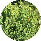 Бучу (агатосма)