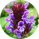 Черноголовка