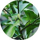 Лист бергамота