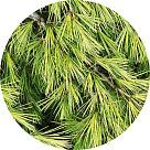 Гималайский кедр