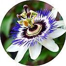 Страстоцвет