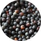 Семена рапса