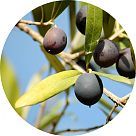 Оливковое (маслиновое) дерево