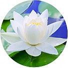 Кувшинка (водяная лилия)