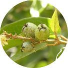 Каскарилла (кротон)