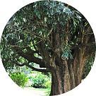 Железное дерево