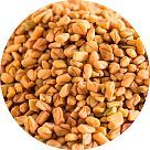 Пажитник (Фенугрек)