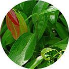 Лист корицы