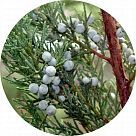 Виргинский кедр