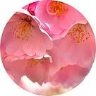 Цветок вишни