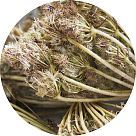 Семена моркови