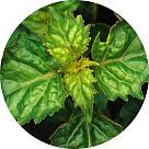 Клирвуд (Clearwood)