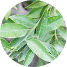 Лист мандарина