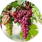Виноград