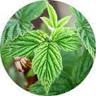 Лист малины