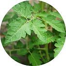 Лист помидора