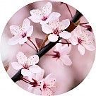 Вишневый цвет