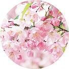 Цветок черешни