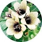 Белладонна