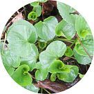 Лист фиалки