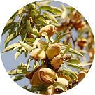 Дерево миндаля