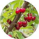 Вишневое дерево