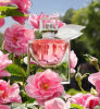 Lancome La Vie Est Belle Domaine de La Rose 2022 от 11&nbsp;266 ₽ в интернет магазине парфюмерии myparfume.ru